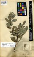 Image result for Mystroxylon aethiopicum