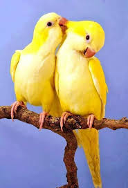 Lutino Quaker Parrots Uccelli Esotici Uccelli Cardinali Uccelli Tropicali