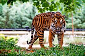 Country Lost 655 Tigers In Six Years Experts Blame Poaching And Development Tiger Spirit Animal Wildlife Photography Pet Birds