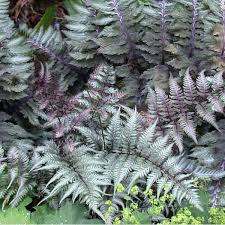 Image result for Athyrium