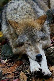 Pin By Simona Bergman On Animals I Love Animals Beautiful Animals Wild Animals