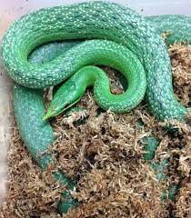 Rhino Rat Snake Rat Snake Pet Snake Reptiles And Amphibians