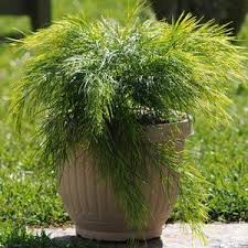 With over 20 years experience in the industry, acacia landscaping are experts in quality landscape design and construction. Acacia Cousin Itt