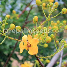 Image result for Senna singueana