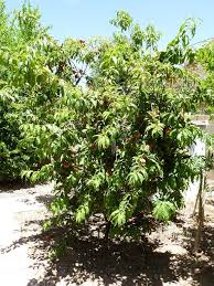 Florida glo is a melting fruit. Growing Peaches
