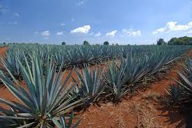 If you stumble across one, just pluck and pop it in your mouth: How Tequila Could Be Key In Our Battle Against Climate Change Blue Agave Plant Agave Plant Blue Agave