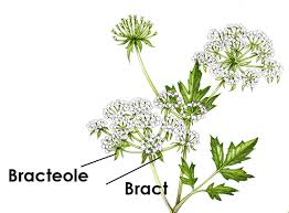 Image result for Berula erecta