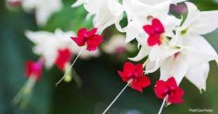 Bleeding heart vine plant care. Bleeding Heart Vine Growing The Clerodendrum Thomsoniae