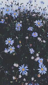 Pin On Flowers Wallpapers
