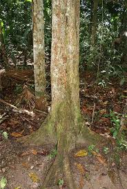 Image result for Pouteria altissima