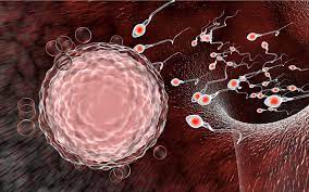 No, you are not allowed to eat meat or food prepared in the oil in which pork was fried, because such oil contains both in christianity and judaism, wine is permitted. Is Freezing Unfertilized Eggs For Future Use Permissible