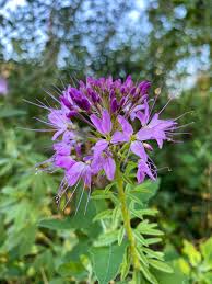 Image result for Cleome monophylla