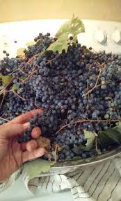 Possum Grapes Muscadine Jelly Grape Picking Wild Food