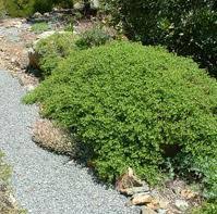 Image result for Commicarpus pilosus