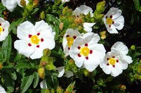 Check spelling or type a new query. Help To Identify Flower White Yellow Red Spot Flowers Forums