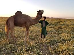 In the biblical story of joseph (genesis 37:25) tells us of the ishmaelites who used camels to carry tragacanth gum, spices, balsam and myrrh to egypt. Stories Of An Alpha Male Camel With Morality Walking With Nomads