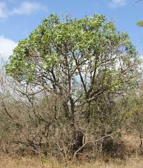 Image result for Cussonia natalensis