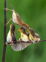 Sitki All Nature Cok Sirin Hayvanlar Hayvanlar Hayvan