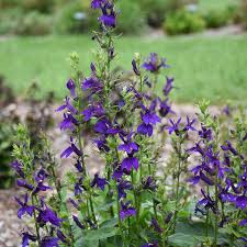 Image result for lobelia