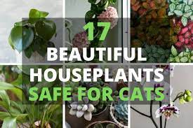 Aka prayer plant, named cultivars (neon, herringbone, etc.) light: 17 Beautiful Houseplants Safe For Cats With Pictures Smart Garden Guide