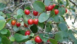 Image result for Dovyalis hispidula