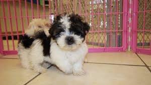 Baby barks | calgary bichon shih tzu puppies. Shih Tzu Bichon Mix Petfinder