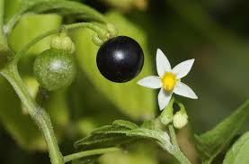 Image result for Solanum aculeatissimum
