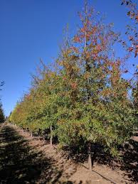 Image result for Quercus phellos