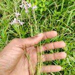 Image result for Striga hallaei