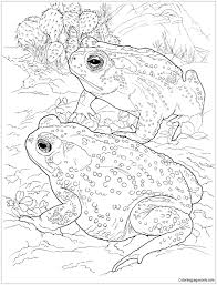 Sonoran Desert Toad Coloring Page Frog Coloring Pages Desert Animals Coloring Animal Coloring Pages