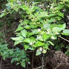 Image result for Premna mooiensis