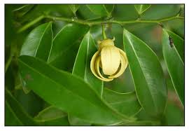 Image result for Artabotrys hexapetalus