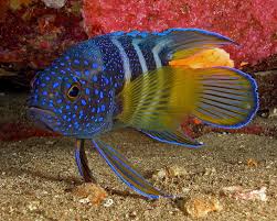 Ada yang panjang, bulat, besar, kecil, cerah, gelap dan lain sebagainya. 11 Ikan Hias Air Laut Terbaik Yang Mudah Didapatkan Dan Dipelihara Bukareview
