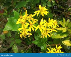 Image result for Delairea odorata