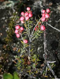 Image result for Pouchetia baumanniana