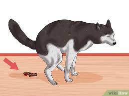 How To Diagnose Parvovirus In Dogs 13 Steps With Pictures