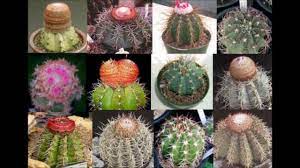 Jeff kaale • cactus (free type beat). Jacques Dutronc Les Cactus Youtube