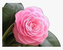 Maybe you would like to learn more about one of these? Rose Png Image Rose Full Hd Beautiful Flowers Transparent Png Kindpng