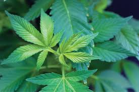 Check spelling or type a new query. Upper Leaf Chlorosis Cannabis Business Times