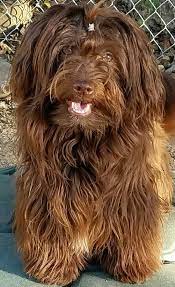 Maybe you would like to learn more about one of these? Chocolate Havanese Austin Havanese Puppies Central Texas Pet Breeders Austinhavaneseonfacebook Havanese Perfec Havanese Puppies Havanese Chocolate Havanese