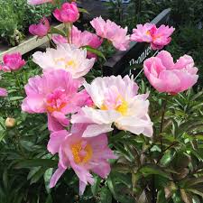 Besides good quality brands, you'll also find plenty of discounts when you shop for flower peony during big sales. Peony Planting Care In The Northwest Seattle S Favorite Garden Store Since 1924 Swansons Nursery