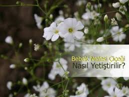 Bebek Nefesi Cicegi Nasil Yetistirilir Bakimi Nasil Yapilir Orkideler Dugun Fotograflari Saksi