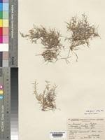 Image result for Cynodon incompletus