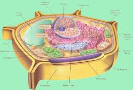 Sel hewan yang gampang di gambar. Lengkap Organel Sel Tumbuhan Bentuk Struktur Gambar