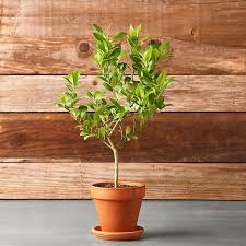 If you have your own key lime tree, then you can pick each lime at the if you have a florida key lime tree, you'll have to contend with thorns and need to wear leather gloves. Key Lime Tree