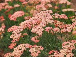 Yarrow Plants Growing Yarrow Flowers Garden Design Apricot Delight Yarrow Plant Yarrow Flower Flower Garden Design