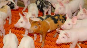 No import of live animals, meat and meat products from regions where african swine fever occurs. Poland The Biosecurity Battle With African Swine Fever On Farms Agricultural And Rural Convention Poland The Biosecurity Battle With African Swine Fever On Farms