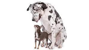 Cachorros pequenos tem temperamento e características diferentes e é através dessa lista que clicando em cada foto do cachorro ou no nome do cachorro abaixo te guiara para uma melhor. Cachorros De Pequeno E Grande Porte Diferena As Na Alimentaa A O Alimento Premium Especial