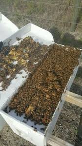 Maybe you would like to learn more about one of these? Bee Serious Bee Removal Beeseriousllc Profile Pinterest