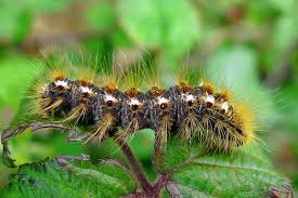 They can measure up to 4 inches long and are considered large compared to other. The Browntail Moth Is Spreading Here Is What You Need To Know Green Thumb Lawn Service